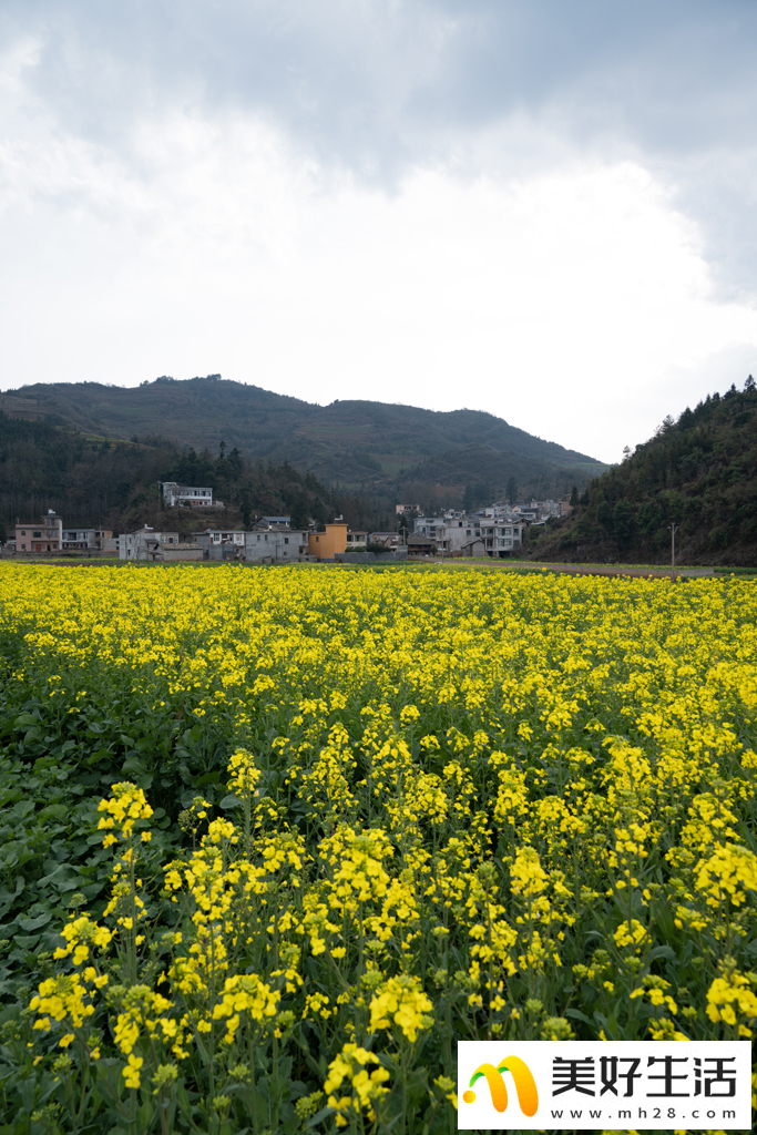 云南罗平油菜花 绽放春的色彩(图9)
