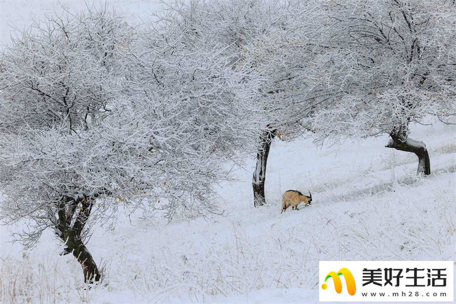 雪落杏花谷 银装素裹山色如幻(图6)