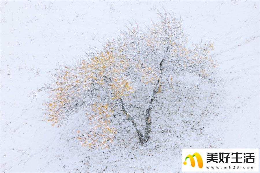 雪落杏花谷 银装素裹山色如幻(图10)