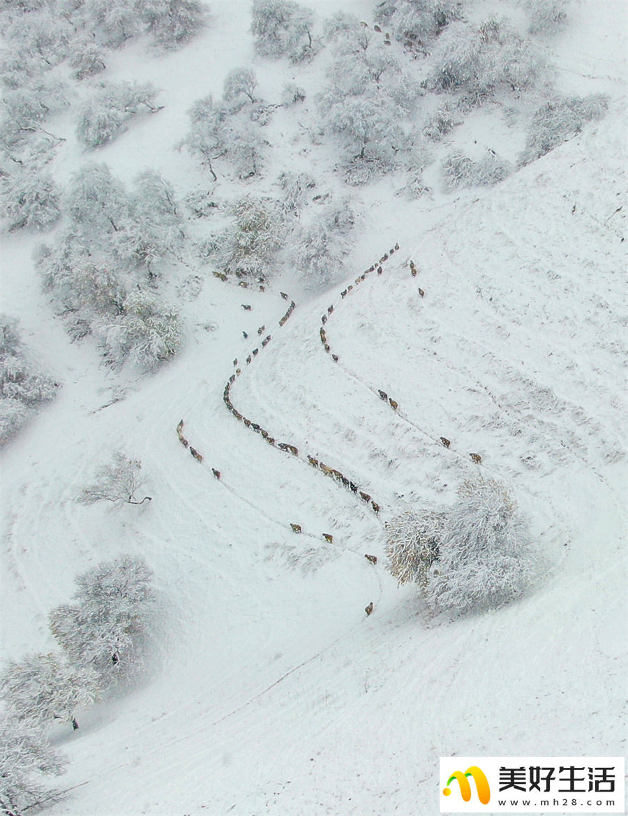 雪落杏花谷 银装素裹山色如幻(图17)