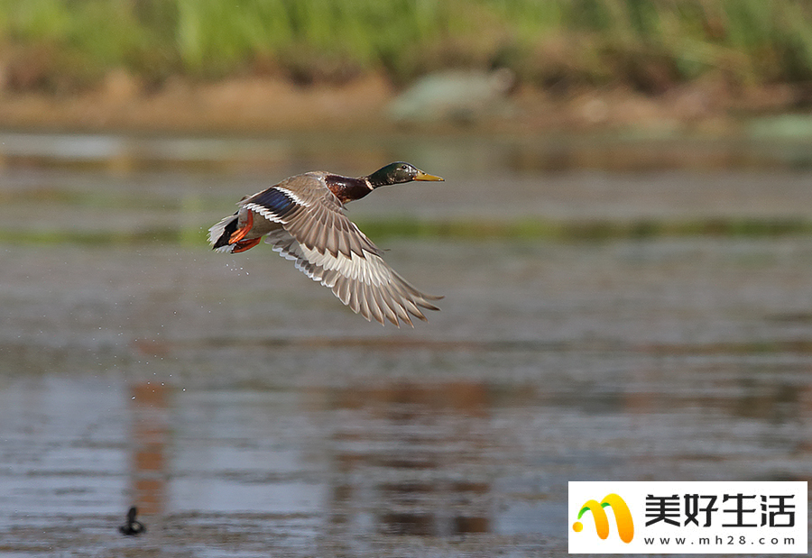 昆明滇池：野鸭悠然越冬(图3)