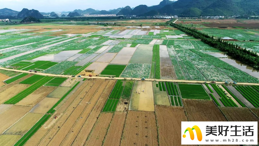 云南省丘北县10万余亩水稻移栽(图3)