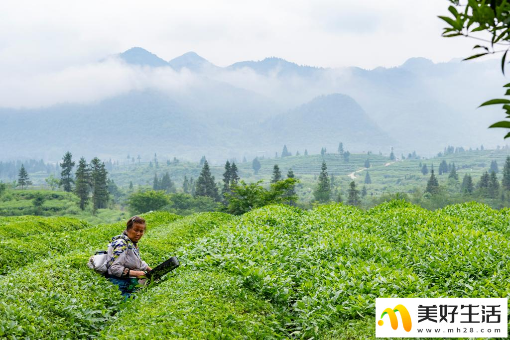 大山深处的“世界抹茶超级工厂”(图1)