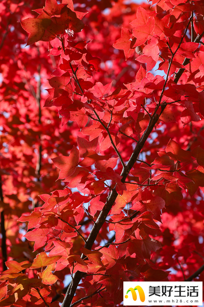 火红枫叶勾勒诗意公园(图1) 火红枫叶勾勒诗意公园(图1)