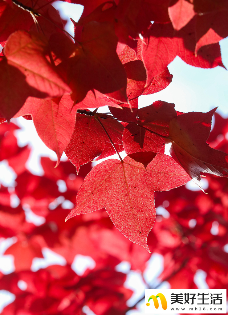 火红枫叶勾勒诗意公园(图2) 火红枫叶勾勒诗意公园(图2)