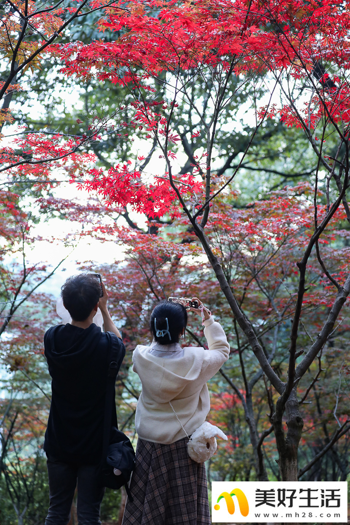 火红枫叶勾勒诗意公园(图4) 火红枫叶勾勒诗意公园(图4)