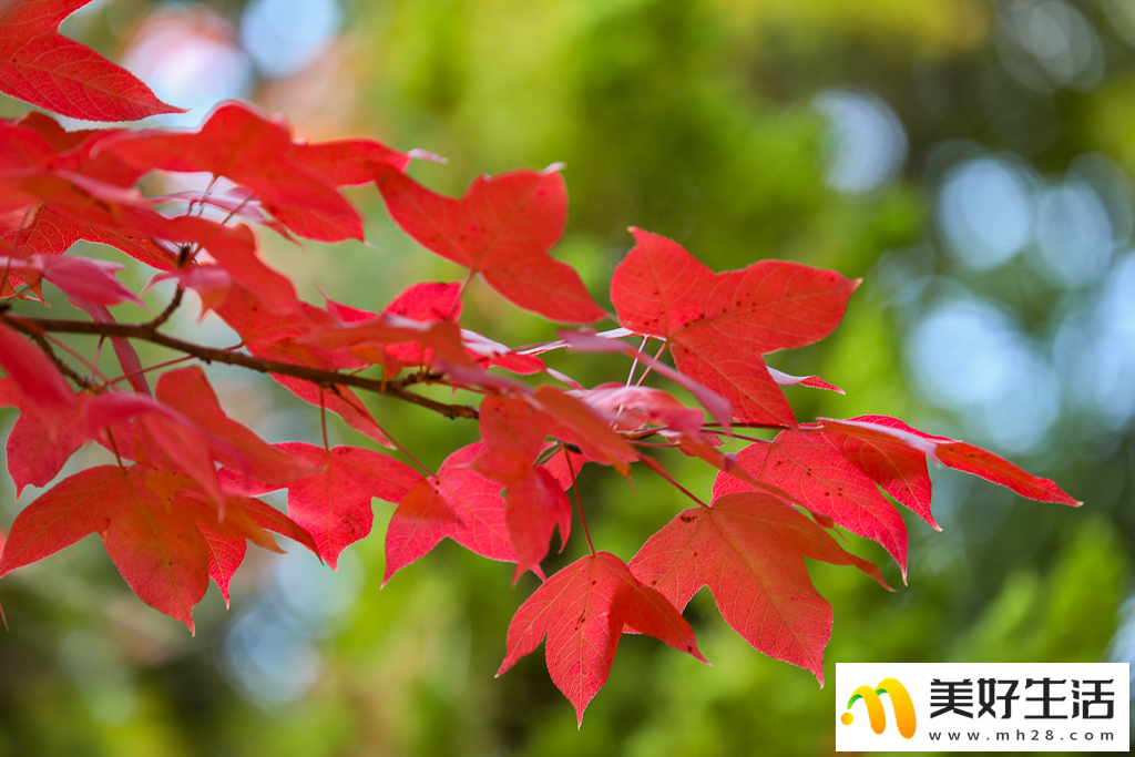 火红枫叶勾勒诗意公园(图5) 火红枫叶勾勒诗意公园(图5)