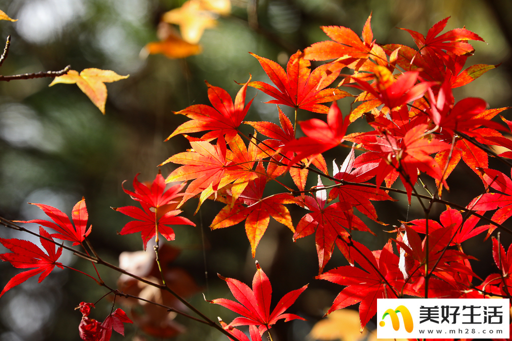 火红枫叶勾勒诗意公园(图9) 火红枫叶勾勒诗意公园(图9)