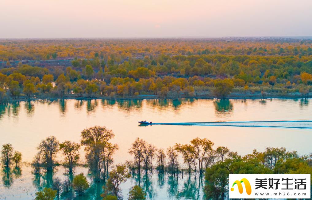 沙漠胡杨入画来(图1) 沙漠胡杨入画来(图1)