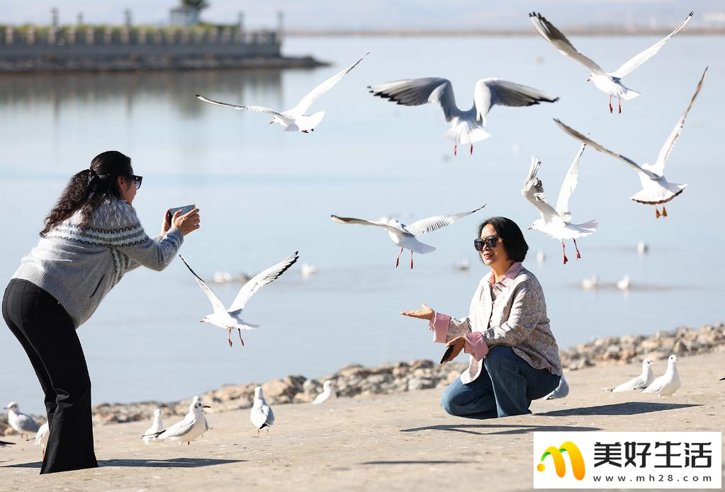 秋日乌海 人鸥同乐(图1)