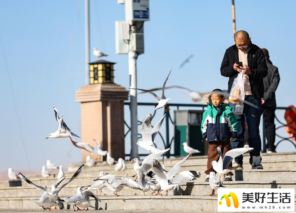 秋日乌海 人鸥同乐(图4)