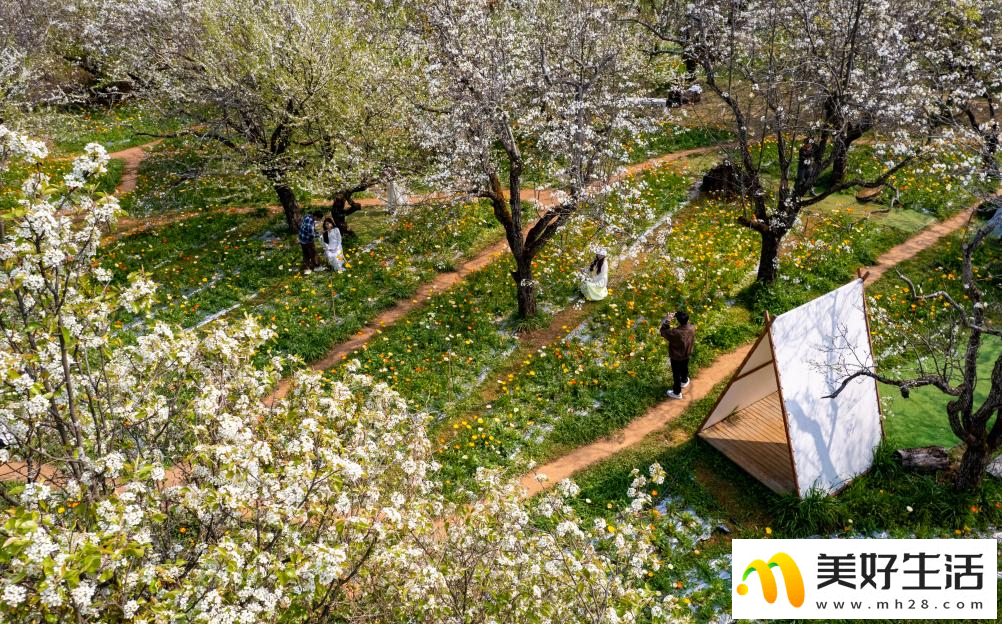 春城繁花引客来(图3) 春城繁花引客来(图3)