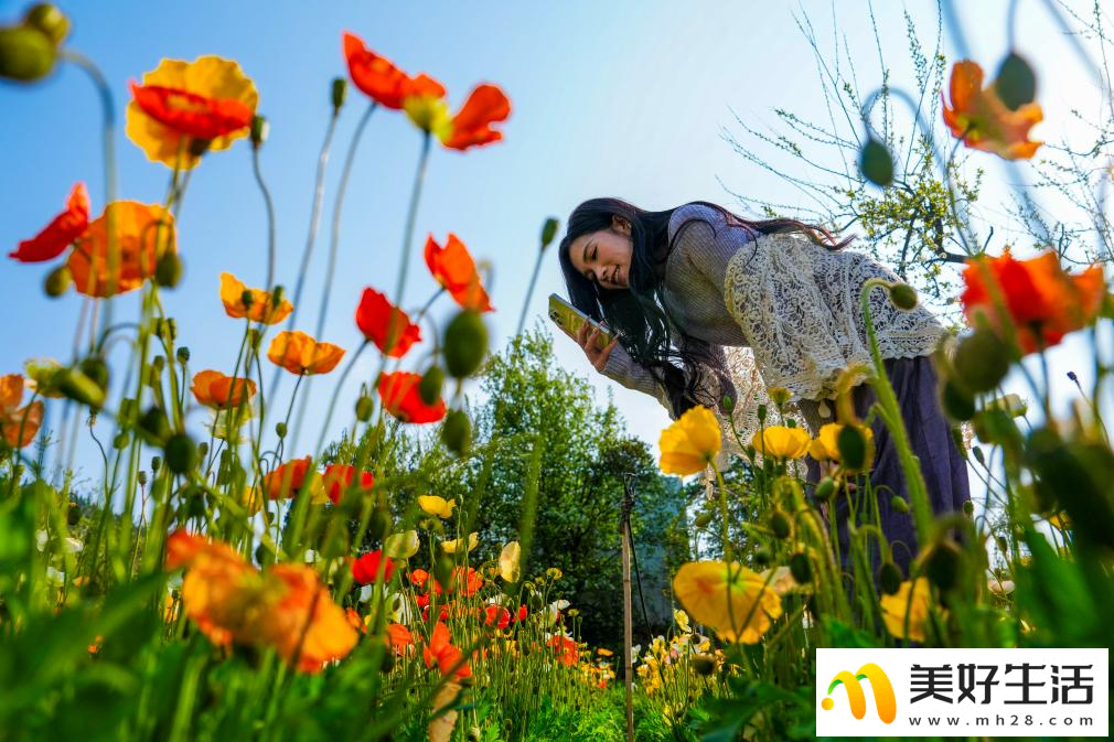 春城繁花引客来(图6) 春城繁花引客来(图6)