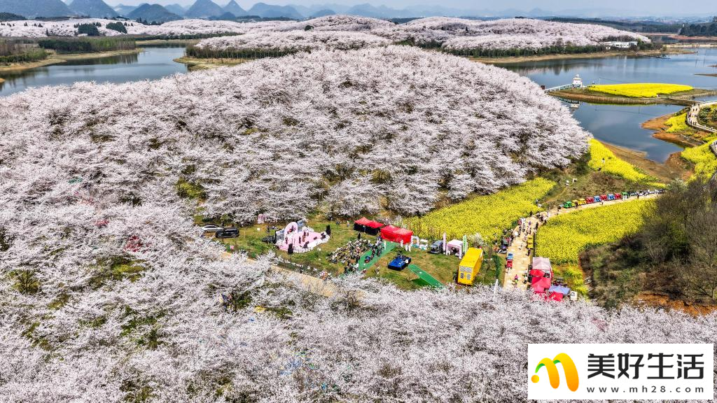 贵州:樱花似海 春满大地(图1) 贵州:樱花似海 春满大地(图1)