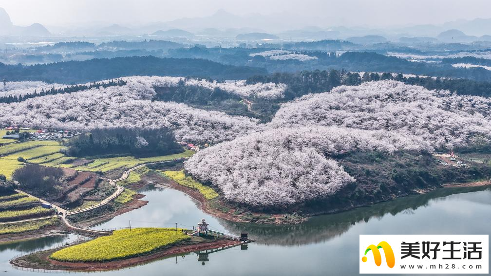 贵州:樱花似海 春满大地(图3) 贵州:樱花似海 春满大地(图3)