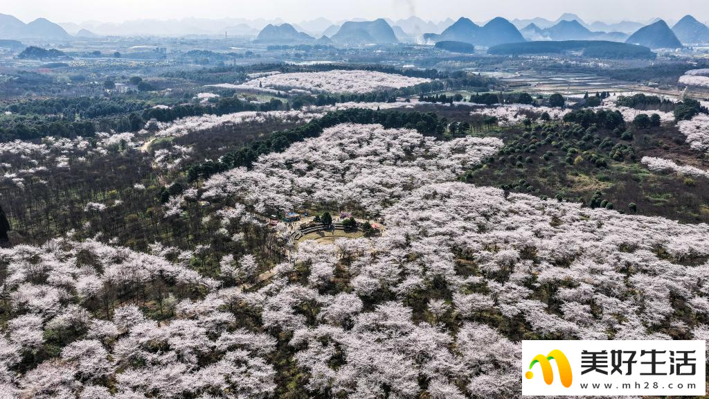 贵州:樱花似海 春满大地(图6) 贵州:樱花似海 春满大地(图6)