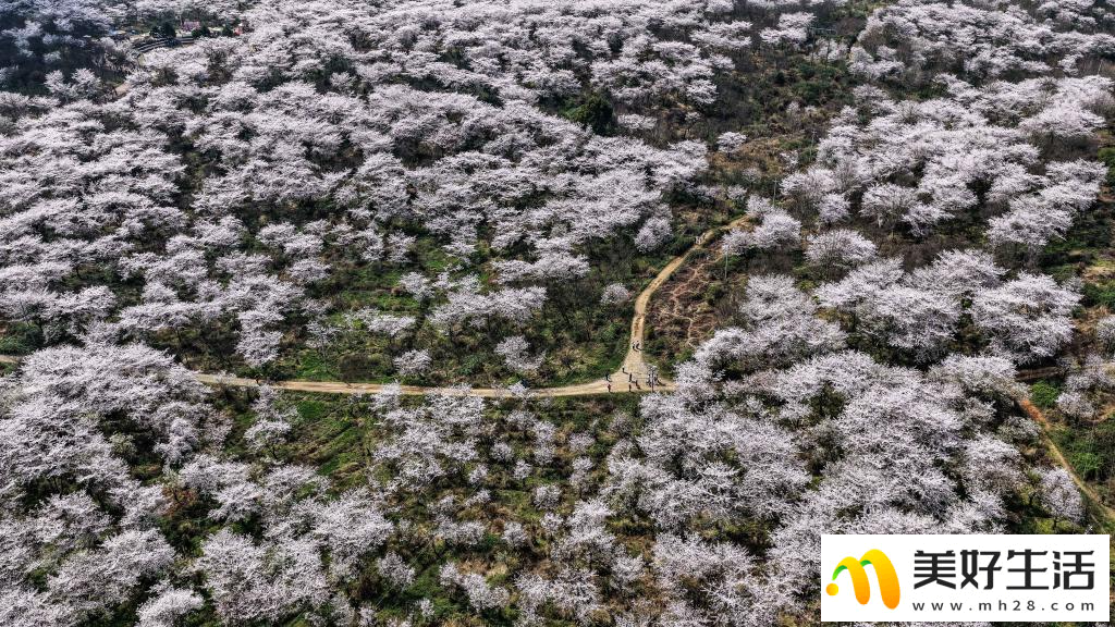贵州:樱花似海 春满大地(图8) 贵州:樱花似海 春满大地(图8)