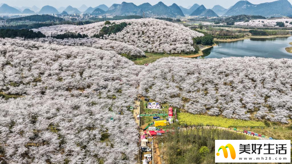 贵州:樱花似海 春满大地(图10) 贵州:樱花似海 春满大地(图10)