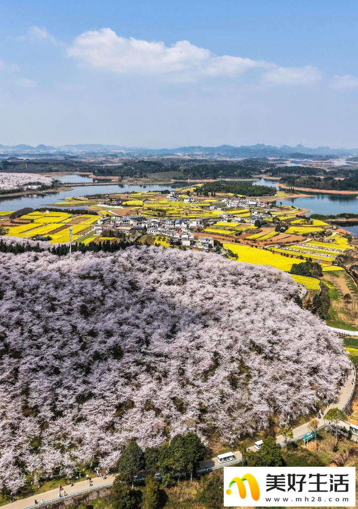 贵州:樱花似海 春满大地(图11) 贵州:樱花似海 春满大地(图11)
