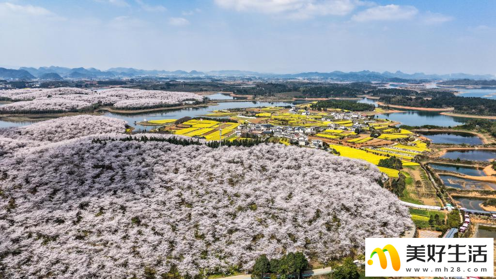 贵州:樱花似海 春满大地(图12) 贵州:樱花似海 春满大地(图12)