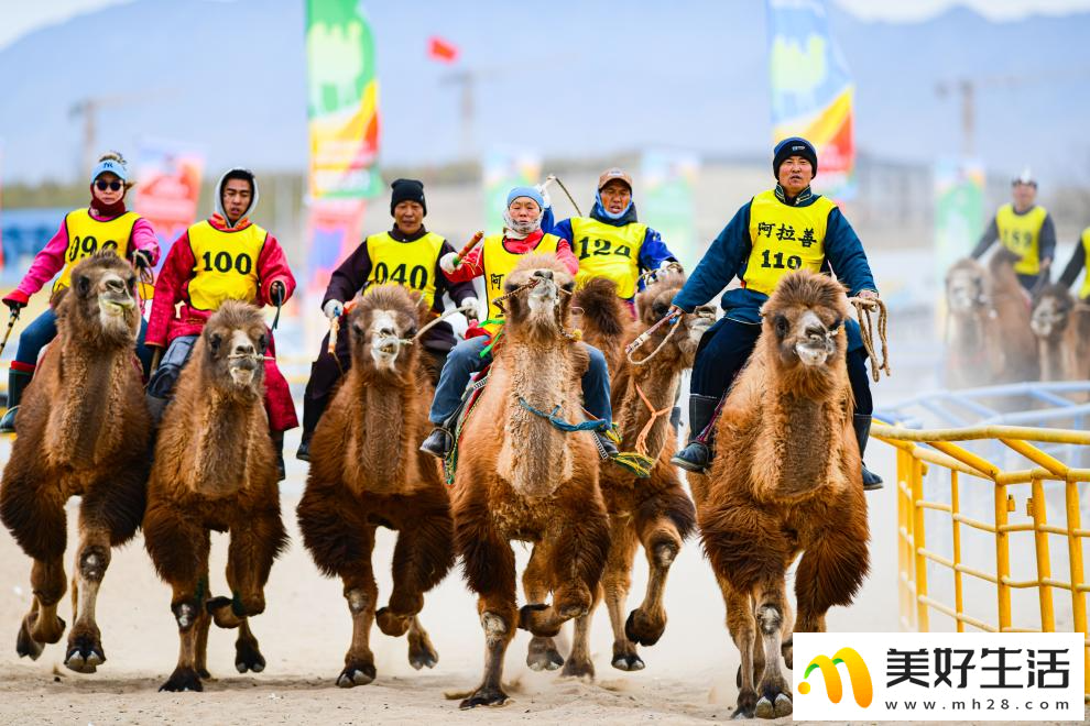 阿拉善骆驼超级联赛总决赛收官(图1) 阿拉善骆驼超级联赛总决赛收官(图1)