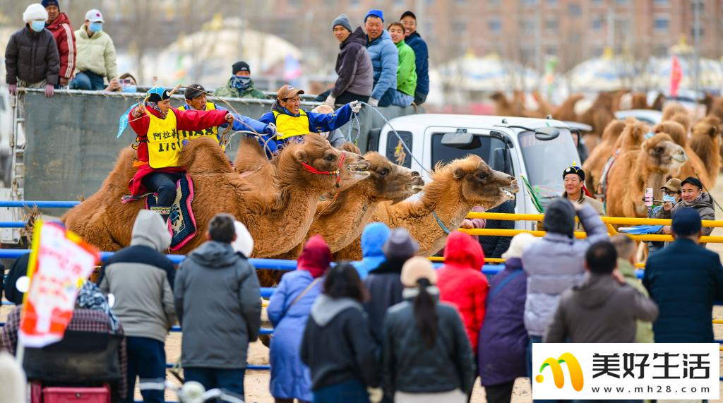 阿拉善骆驼超级联赛总决赛收官(图2) 阿拉善骆驼超级联赛总决赛收官(图2)