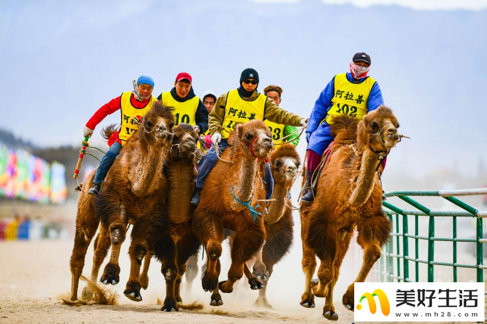 阿拉善骆驼超级联赛总决赛收官(图3) 阿拉善骆驼超级联赛总决赛收官(图3)