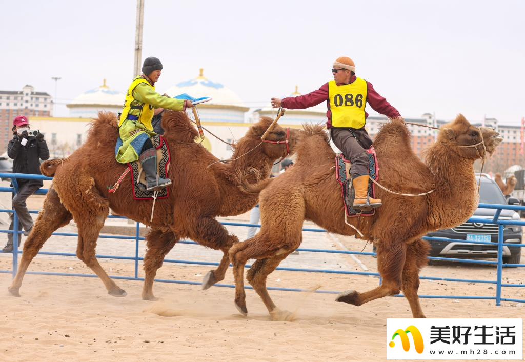 阿拉善骆驼超级联赛总决赛收官(图6) 阿拉善骆驼超级联赛总决赛收官(图6)