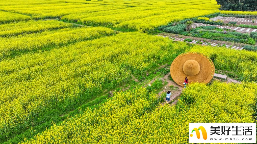 重庆潼南:油菜花开迎客来(图4) 重庆潼南:油菜花开迎客来(图4)