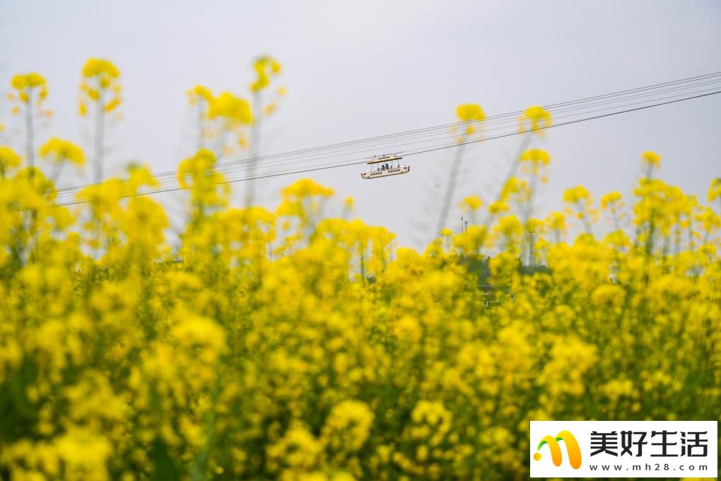 重庆潼南:油菜花开迎客来(图6) 重庆潼南:油菜花开迎客来(图6)
