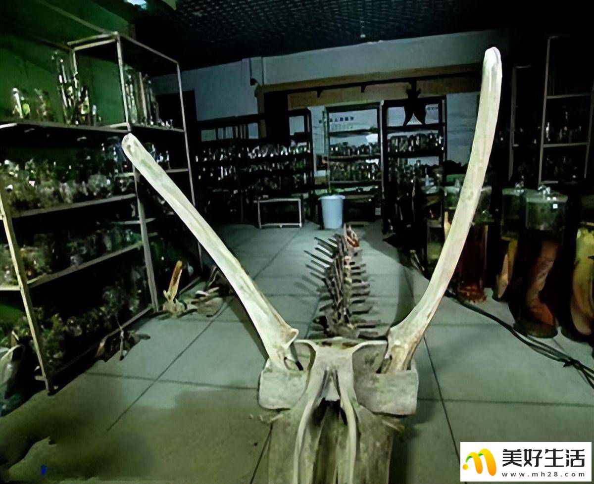 为什么十二生肖里会有龙，难道古时真的有龙吗？ (图7)