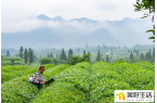 大山深处的“世界抹茶超级工厂”