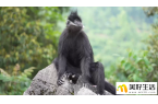 走进贵州麻阳河“黑叶猴王国”